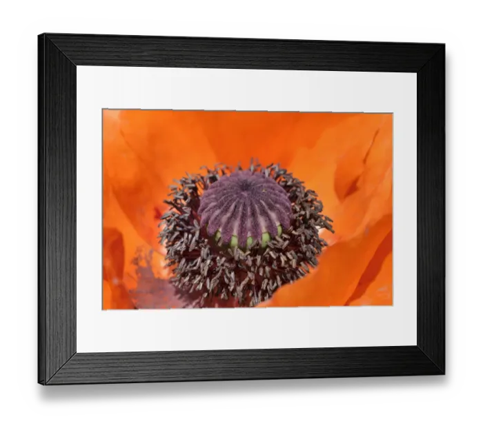 Framed Print : Fruit capsule and pollen tubes of a red poppy blossom, Oriental poppy -Papaver orientale-