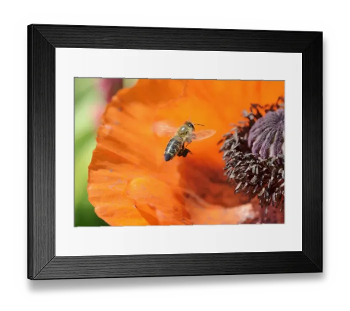 Framed Print : Western honey bee -Apis mellifera- collecting pollen, attaching pollen on its rear legs, next to an Oriental poppy -Papaver orientale- Framed Print : Western honey bee -Apis mellifera- collecting pollen, attaching pollen on its rear legs, next to an Oriental poppy -Papaver orientale-