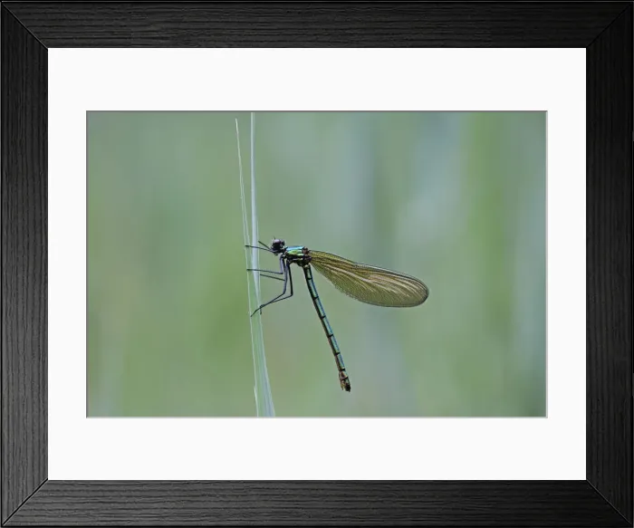 Framed Print : Detail view, macro, Beautiful Demoiselle -Calopteryx virgo-, female on reeds, Ummendorfer Ried, Upper Swabia, Baden-Wuerttemberg, Germany, Europe Framed Print : Detail view, macro, Beautiful Demoiselle -Calopteryx virgo-, female on reeds, Ummendorfer Ried, Upper Swabia, Baden-Wuerttemberg, Germany, Europe