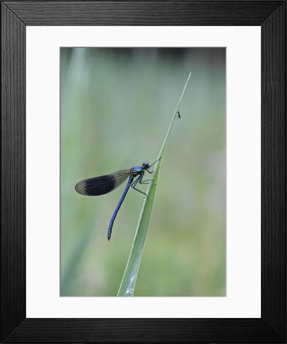Framed Print : Beautiful Demoiselle -Calopteryx virgo-, male, and mosquito -Culicidae- on reeds, Ummendorfer Ried, Upper Swabia, Baden-Wuerttemberg, Germany, Europe Framed Print : Beautiful Demoiselle -Calopteryx virgo-, male, and mosquito -Culicidae- on reeds, Ummendorfer Ried, Upper Swabia, Baden-Wuerttemberg, Germany, Europe