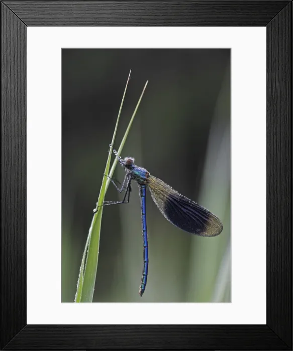 Framed Print : Beautiful Demoiselle -Calopteryx virgo-, male, morning dew, on reeds, Ummendorfer Ried, Upper Swabia, Baden-Wuerttemberg, Germany, Europe Framed Print : Beautiful Demoiselle -Calopteryx virgo-, male, morning dew, on reeds, Ummendorfer Ried, Upper Swabia, Baden-Wuerttemberg, Germany, Europe