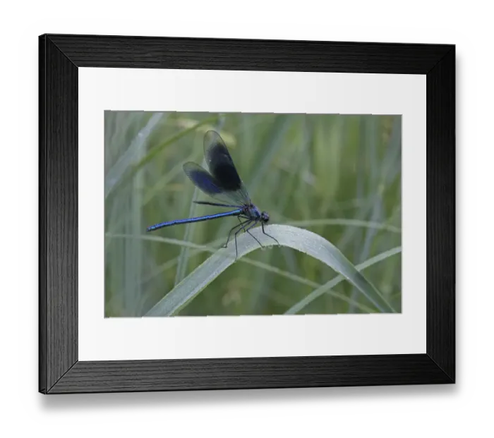 Framed Print : Beautiful Demoiselle -Calopteryx virgo-, male, morning dew, on reeds, Ummendorfer Ried, Germany, Europe Framed Print : Beautiful Demoiselle -Calopteryx virgo-, male, morning dew, on reeds, Ummendorfer Ried, Germany, Europe