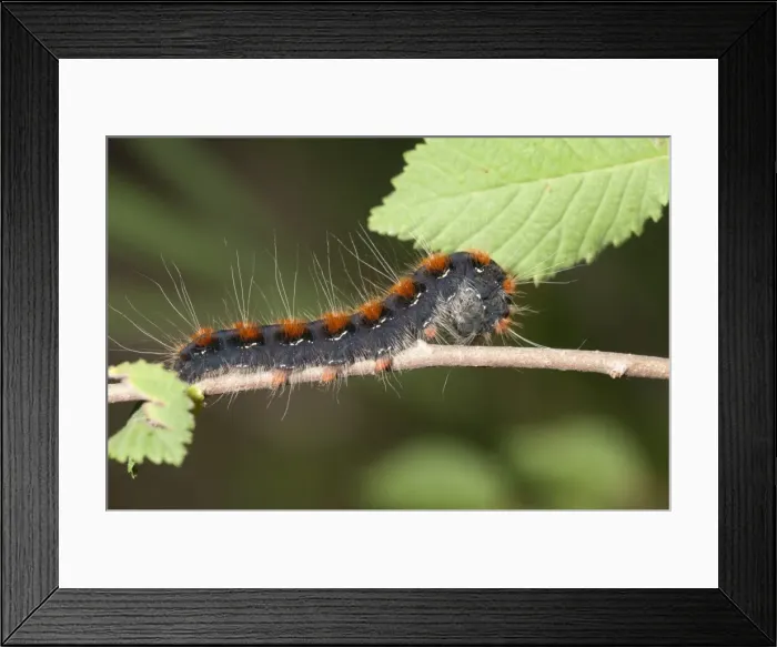 Framed Print : Small Eggar moth -Eriogaster lanestris-, adult caterpillar, Lake Kerkini region, Greece, Europe Framed Print : Small Eggar moth -Eriogaster lanestris-, adult caterpillar, Lake Kerkini region, Greece, Europe
