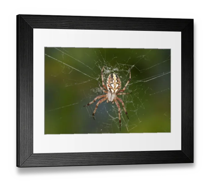 Framed Print : Orb-web Spider -Neoscona adianta- in its net, Lake Kerkini region, Greece, Europe Framed Print : Orb-web Spider -Neoscona adianta- in its net, Lake Kerkini region, Greece, Europe