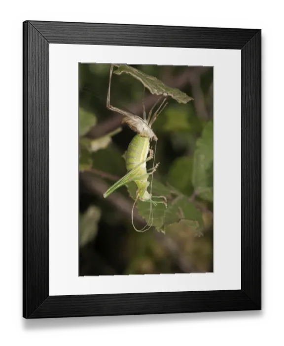 Framed Print : Katydid or Bush-cricket -Tettigoniidae sp. - shedding its skin, Lake Kerkini region, Greece, Europe Framed Print : Katydid or Bush-cricket -Tettigoniidae sp. - shedding its skin, Lake Kerkini region, Greece, Europe