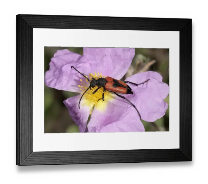 Framed Print : Longhorn Beetle -Leptura cordigera- gathering pollen, Lake Kerkini region, Greece, Europe Framed Print : Longhorn Beetle -Leptura cordigera- gathering pollen, Lake Kerkini region, Greece, Europe