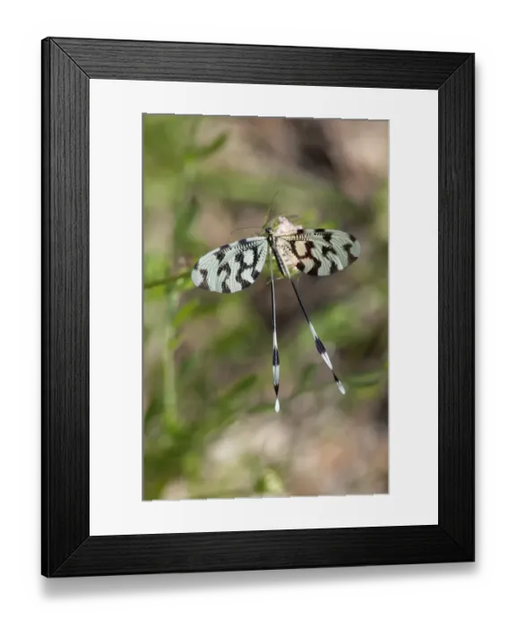 Framed Print : Spoonwing -Nemoptera sinuata-, Lake Kerkini region, Greece, Europe Framed Print : Spoonwing -Nemoptera sinuata-, Lake Kerkini region, Greece, Europe