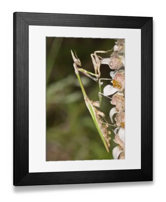 Framed Print : Conehead Mantis -Empusa pennata-, female, Lake Kerkini region, Greece, Europe Framed Print : Conehead Mantis -Empusa pennata-, female, Lake Kerkini region, Greece, Europe