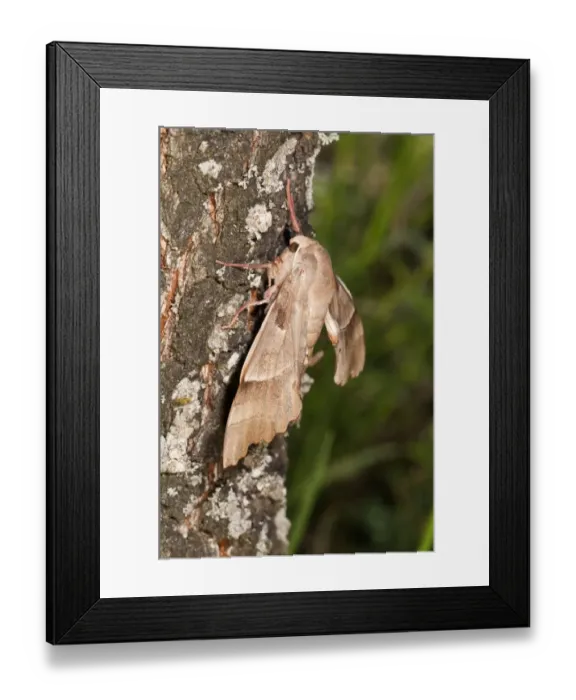 Framed Print : Oak Hawk-moth -Marumba quercus-, female on a tree trunk, Lake Kerkini region, Greece, Europe