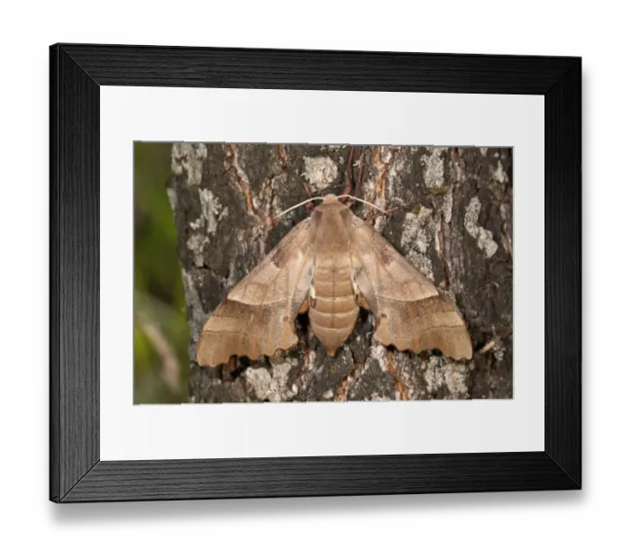 Framed Print : Oak Hawk-moth -Marumba quercus-, female on a tree trunk, Lake Kerkini region, Greece, Europe