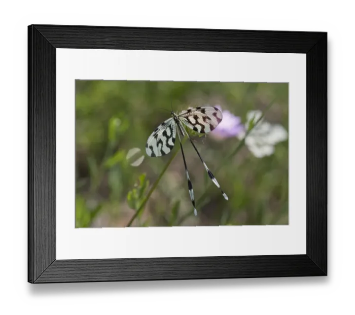 Framed Print : Spoonwing, lacewing -Nemoptera sinuata-, near Lake Kerkini, Greece, Europe Framed Print : Spoonwing, lacewing -Nemoptera sinuata-, near Lake Kerkini, Greece, Europe