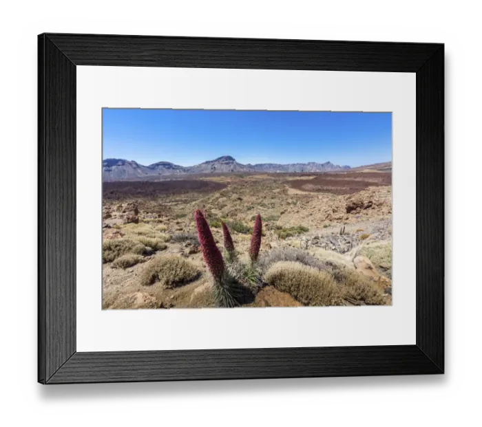 Framed Print : Red flowering Tower of Jewels or Tenerife Bugloss -Echium wildpretii- in the Parque Nacional de las Canadas del Teide, Teide National Park, UNESCO World Natural Heritage Site, Mirador Igueque, Las Llanadas, Playa De Los Cristianos, Tenerife, Canary Framed Print : Red flowering Tower of Jewels or Tenerife Bugloss -Echium wildpretii- in the Parque Nacional de las Canadas del Teide, Teide National Park, UNESCO World Natural Heritage Site, Mirador Igueque, Las Llanadas, Playa De Los Cristianos, Tenerife, Canary