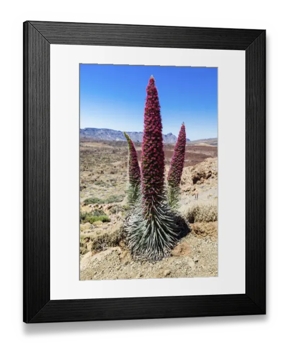 Framed Print : Tower of Jewels, Red Bugloss, Tenerife Bugloss or Mount Teide Bugloss -Echium wildpretii-, in flower, Teide National Park, Las Llanadas, Provinz Santa Cruz de Tenerife, Tenerife, Canary Islands, Spain Framed Print : Tower of Jewels, Red Bugloss, Tenerife Bugloss or Mount Teide Bugloss -Echium wildpretii-, in flower, Teide National Park, Las Llanadas, Provinz Santa Cruz de Tenerife, Tenerife, Canary Islands, Spain