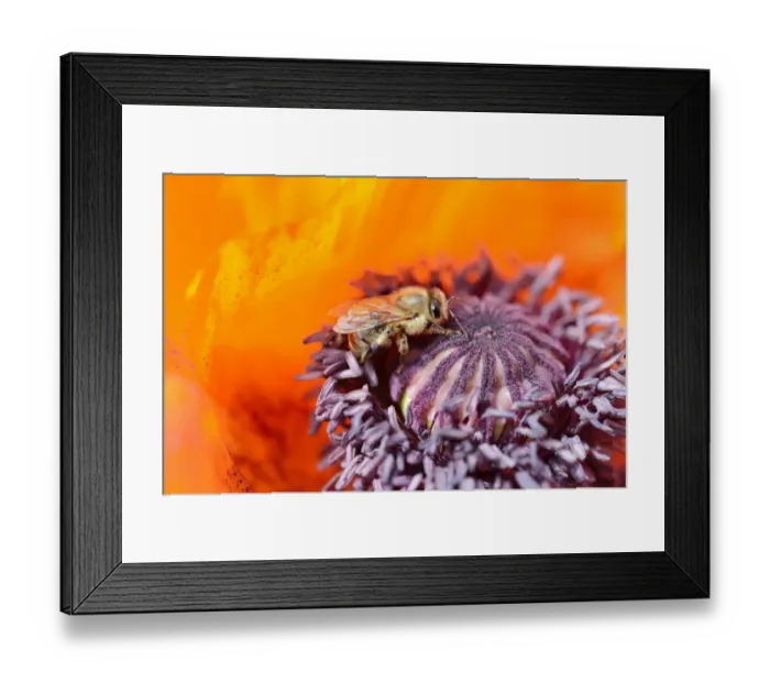 Framed Print : Western honey bee -Apis mellifera- collecting pollen on a red flower, Oriental poppy -Papaver orientale- Framed Print : Western honey bee -Apis mellifera- collecting pollen on a red flower, Oriental poppy -Papaver orientale-