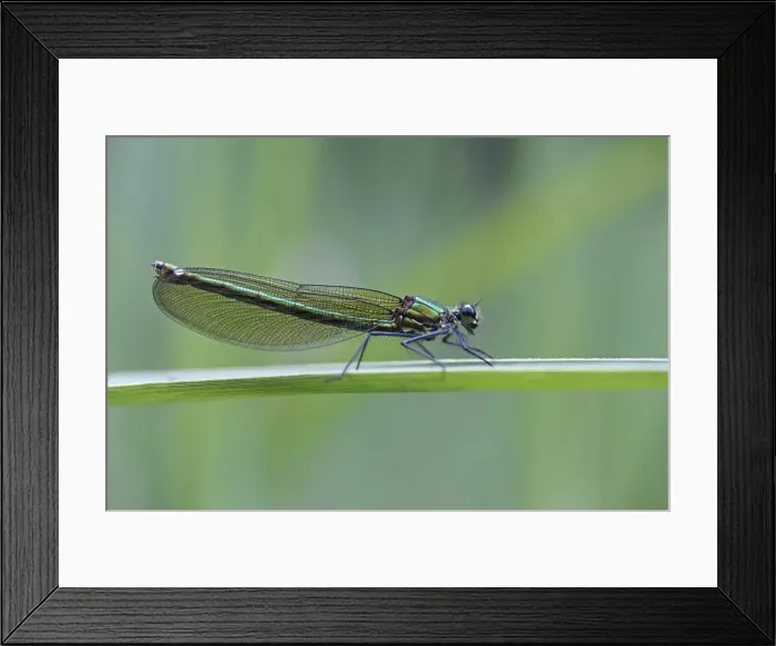 Framed Print : Beautiful Demoiselle -Calopteryx virgo-, female, Ummendorfer Ried, Upper Swabia, Baden-Wuerttemberg, Germany, Europe Framed Print : Beautiful Demoiselle -Calopteryx virgo-, female, Ummendorfer Ried, Upper Swabia, Baden-Wuerttemberg, Germany, Europe