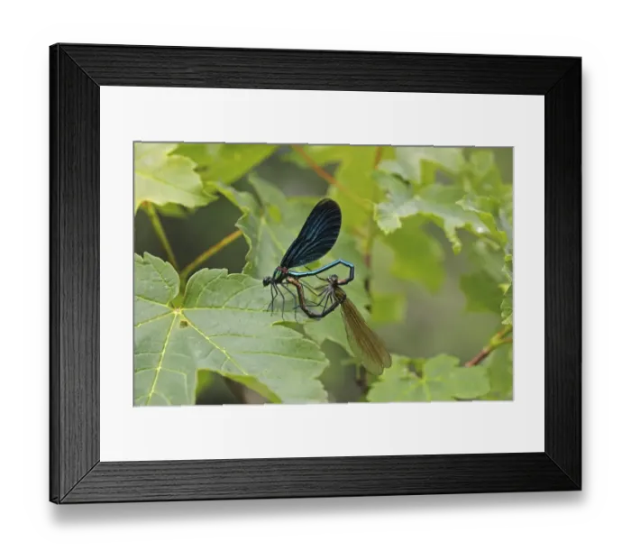 Framed Print : Beautiful Demoiselles -Calopteryx virgo-, mating, mating heart shape, male, left, Ummendorfer Ried, Germany, Europe Framed Print : Beautiful Demoiselles -Calopteryx virgo-, mating, mating heart shape, male, left, Ummendorfer Ried, Germany, Europe