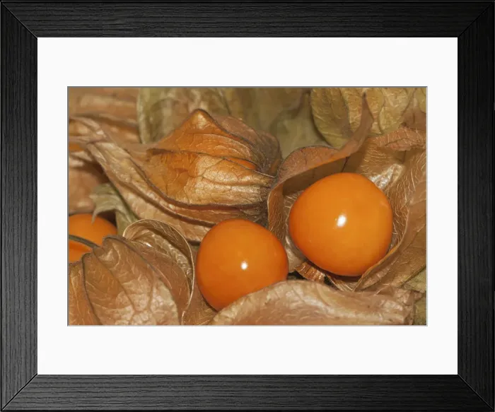 Framed Print : Cape gooseberry, Inca or Aztec berry, golden berry -Physalis peruviana- Framed Print : Cape gooseberry, Inca or Aztec berry, golden berry -Physalis peruviana-