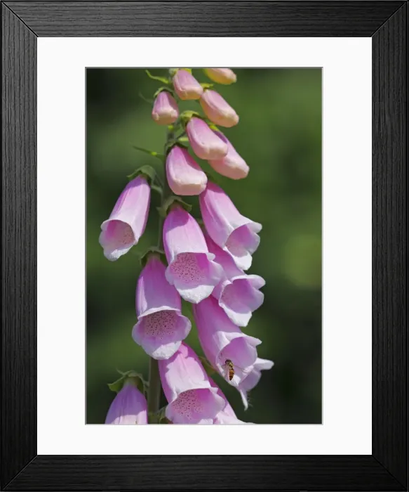 Framed Print : Common foxglove, purple foxglove or ladys glove -Digitalis purpurea-, pink form, medicinal plant, poisonous plant Framed Print : Common foxglove, purple foxglove or ladys glove -Digitalis purpurea-, pink form, medicinal plant, poisonous plant