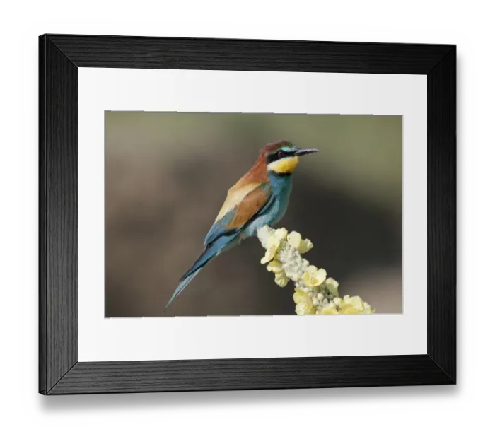 Framed Print : Bee-eater -Merops apiaster- on mullein flower, Lake Kerkini region, Greece, Europe Framed Print : Bee-eater -Merops apiaster- on mullein flower, Lake Kerkini region, Greece, Europe