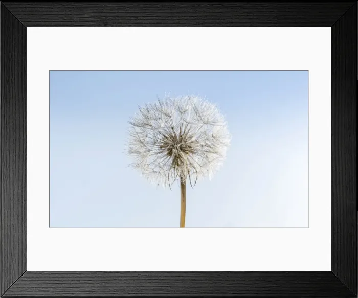 Framed Print : Dandelion, withered dandelion, blowball, dandelion clock -Taraxacum-, with diaspores, seeds Framed Print : Dandelion, withered dandelion, blowball, dandelion clock -Taraxacum-, with diaspores, seeds
