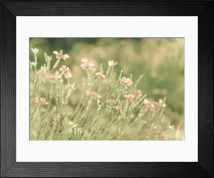 Framed Print : Alpine Pink Rubin -Dianthus alpinus-, flower meadow, distorted, Lans, Tyrol, Austria, Europe Framed Print : Alpine Pink Rubin -Dianthus alpinus-, flower meadow, distorted, Lans, Tyrol, Austria, Europe