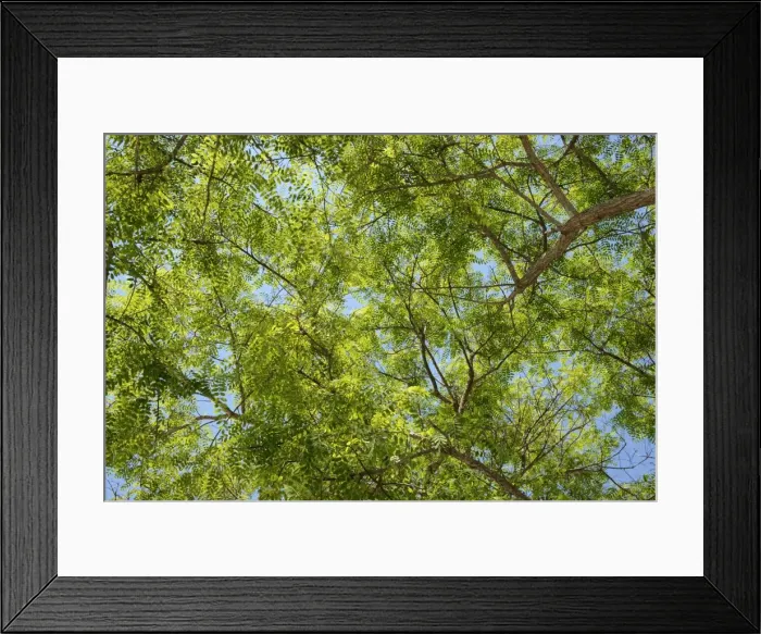 Framed Print : Treetop, green leaves of a Mimosa -Mimosa sp. - Framed Print : Treetop, green leaves of a Mimosa -Mimosa sp. -