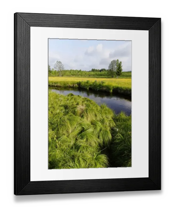Framed Print : Grosse Ohe river in the Klosterfilz, Sankt Oswald-Riedlhutte, near Riedelhutte, Bavarian Forest National Park, Lower Bavaria, Bavaria, Germany Framed Print : Grosse Ohe river in the Klosterfilz, Sankt Oswald-Riedlhutte, near Riedelhutte, Bavarian Forest National Park, Lower Bavaria, Bavaria, Germany