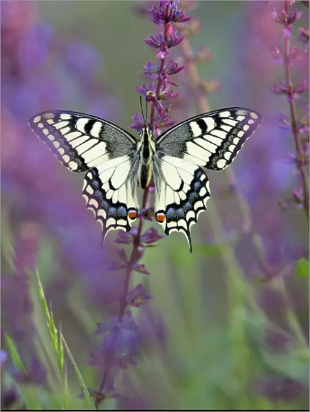 Old World Swallowtail -Papilio machaon-, between meadow sage, Pleven region, Bulgaria