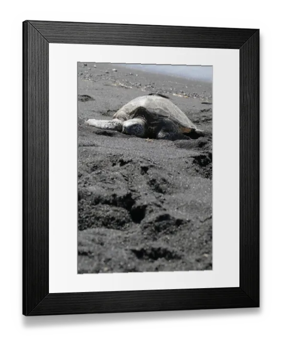 Framed Print : Green sea turtle -Chelonia mydas-, Black Sand Beach of Punaluu, Big Island of Hawaii, USA Framed Print : Green sea turtle -Chelonia mydas-, Black Sand Beach of Punaluu, Big Island of Hawaii, USA