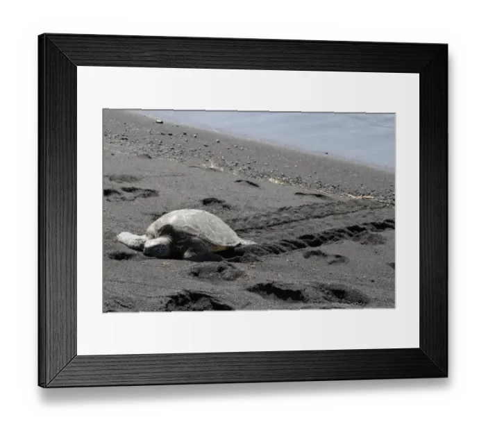 Framed Print : Green sea turtle -Chelonia mydas-, Black Sand Beach of Punaluu, Big Island of Hawaii, USA Framed Print : Green sea turtle -Chelonia mydas-, Black Sand Beach of Punaluu, Big Island of Hawaii, USA