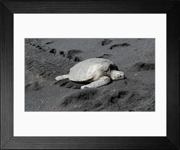 Framed Print : Green sea turtle -Chelonia mydas-, Black Sand Beach of Punaluu, Big Island of Hawaii, USA Framed Print : Green sea turtle -Chelonia mydas-, Black Sand Beach of Punaluu, Big Island of Hawaii, USA