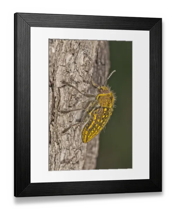Framed Print : Jewel Beetle -Julodis ehrenbergii- on a tree trunk, Lake Kerkini region, Greece, Europe