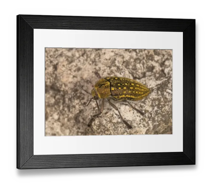 Framed Print : Jewel Beetle -Julodis ehrenbergii-, Lake Kerkini region, Greece, Europe Framed Print : Jewel Beetle -Julodis ehrenbergii-, Lake Kerkini region, Greece, Europe