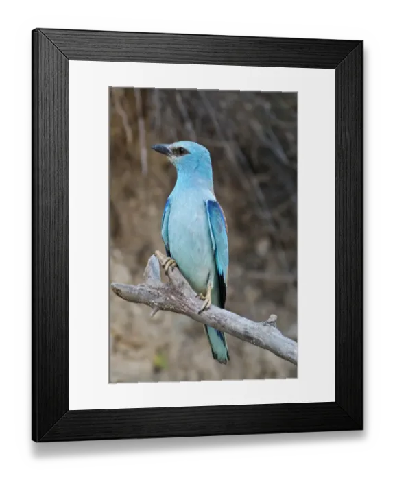 Framed Print : European Roller -Coracias garrulus-, female on perch, Lake Kerkini region, Greece, Europe