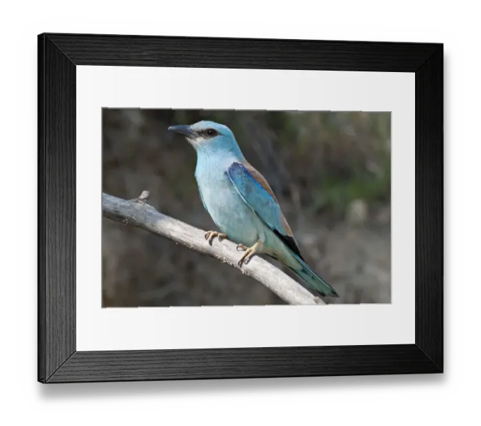 Framed Print : European Roller -Coracias garrulus-, female on perch, Lake Kerkini region, Greece, Europe