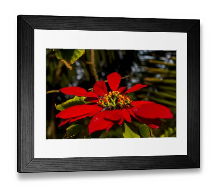 Framed Print : Poinsettia -Euphorbia pulcherrima-, Easter Island, Chile Framed Print : Poinsettia -Euphorbia pulcherrima-, Easter Island, Chile