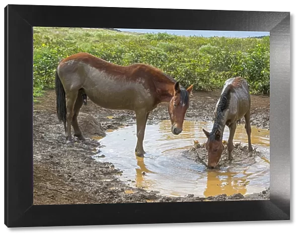 Feral horses, mud bath, Easter Island, Chile