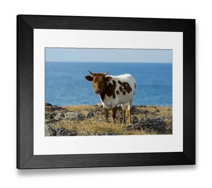Framed Print : Cattle on the Pacific coast, Easter Island, Chile Framed Print : Cattle on the Pacific coast, Easter Island, Chile