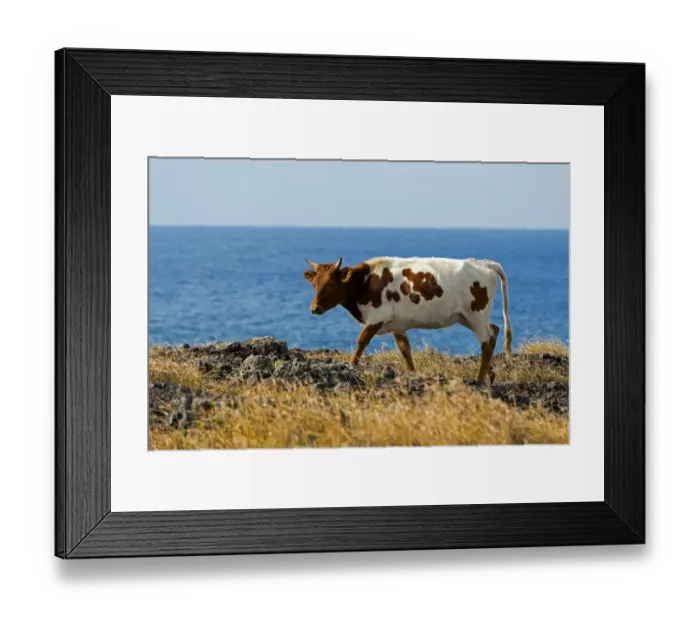 Framed Print : Cattle on the Pacific coast, Easter Island, Chile Framed Print : Cattle on the Pacific coast, Easter Island, Chile