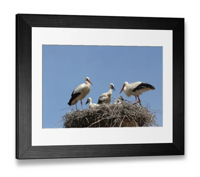 Framed Print : White Storks -Ciconia ciconia- with young at the nest, Allgaeu, Bavaria, Germany, Europe Framed Print : White Storks -Ciconia ciconia- with young at the nest, Allgaeu, Bavaria, Germany, Europe