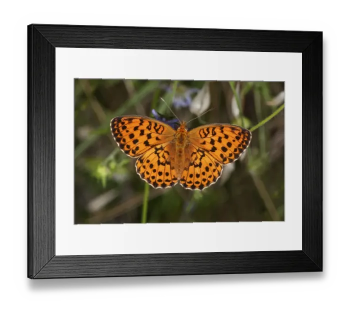 Framed Print : Marbled Fritillary butterfly -Brenthis daphne-, Lake Kerkini region, Greece, Europe