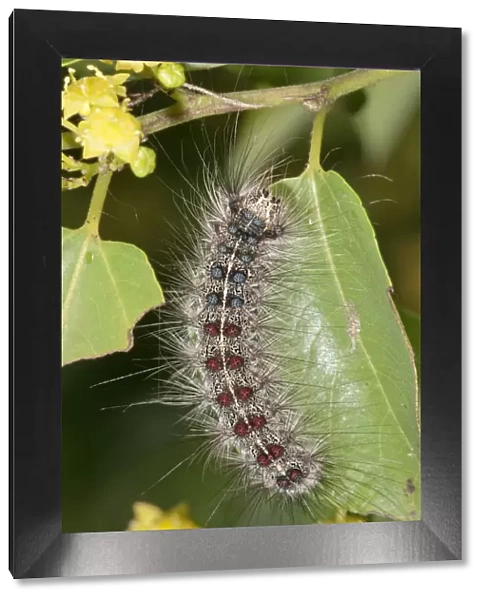 Gypsy Moth -Lymantria dispar-, adult caterpillar, Lake Kerkini region, Greece, Europe