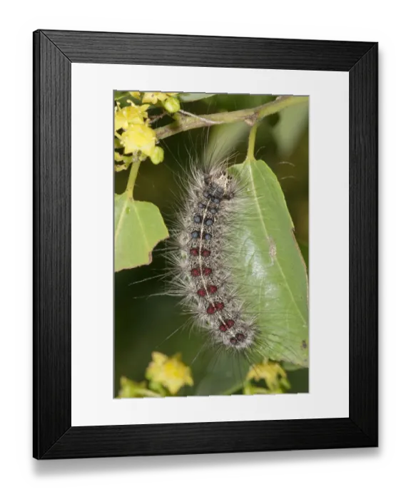 Framed Print : Gypsy Moth -Lymantria dispar-, adult caterpillar, Lake Kerkini region, Greece, Europe Framed Print : Gypsy Moth -Lymantria dispar-, adult caterpillar, Lake Kerkini region, Greece, Europe