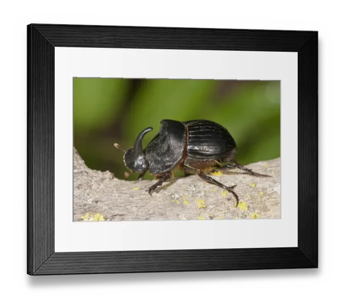Framed Print : European rhinoceros beetle -Oryctes nasicornis-, male, Lake Kerkini region, Greece, Europe Framed Print : European rhinoceros beetle -Oryctes nasicornis-, male, Lake Kerkini region, Greece, Europe
