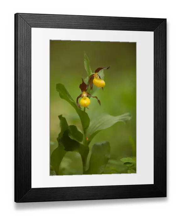 Framed Print : Yellow Ladys Slipper Orchid -Cypripedium calceolus-, flowering, Germany Framed Print : Yellow Ladys Slipper Orchid -Cypripedium calceolus-, flowering, Germany
