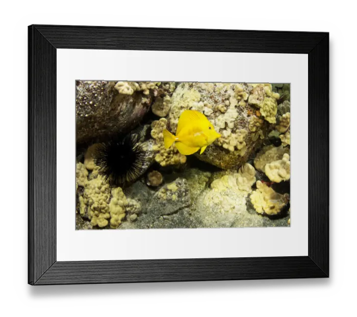 Framed Print : Yellow Sailfin Tang -Zebrasoma flavescens-, tropical coastal waters Framed Print : Yellow Sailfin Tang -Zebrasoma flavescens-, tropical coastal waters