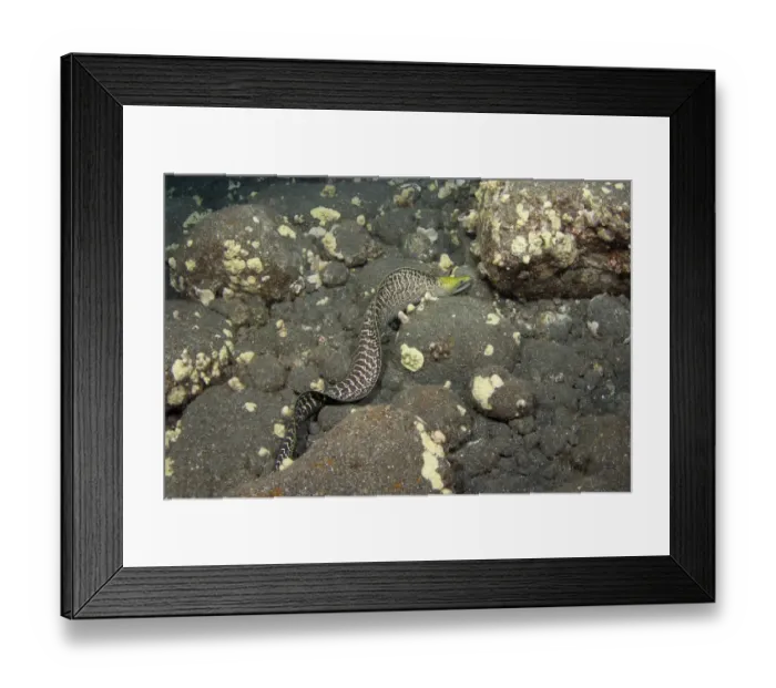 Framed Print : Yellowhead Moray Eel -Gymnothorax rueppellii-, in search of food, night dive at Kailua-Kona, Big Island of Hawaii, USA Framed Print : Yellowhead Moray Eel -Gymnothorax rueppellii-, in search of food, night dive at Kailua-Kona, Big Island of Hawaii, USA