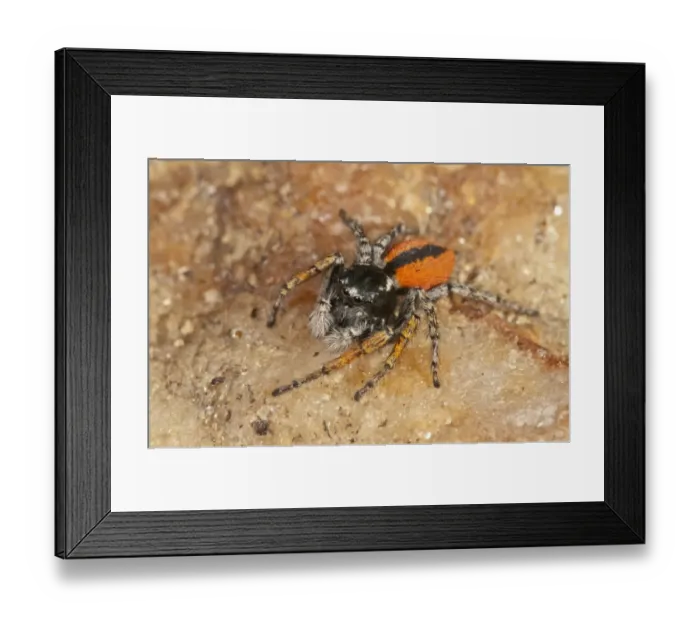 Framed Print : Jumping Spider -Philaeus chrysops-, male, Lake Kerkini region, Greece, Europe Framed Print : Jumping Spider -Philaeus chrysops-, male, Lake Kerkini region, Greece, Europe
