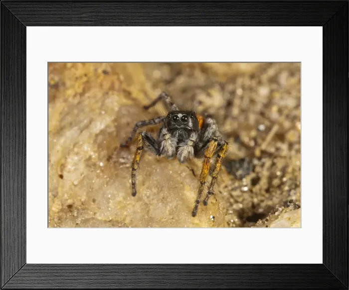 Framed Print : Jumping Spider -Philaeus chrysops-, male, Lake Kerkini region, Greece, Europe Framed Print : Jumping Spider -Philaeus chrysops-, male, Lake Kerkini region, Greece, Europe