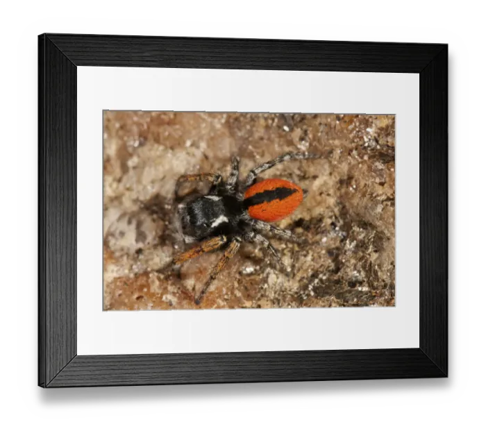 Framed Print : Jumping Spider -Philaeus chrysops-, male, Lake Kerkini region, Greece, Europe